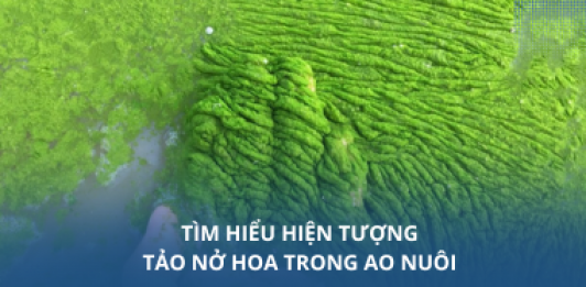 Tìm hiểu hiện tượng tảo nở hoa trong ao nuôi